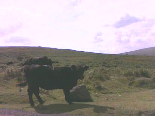 This is actually a cow on a cliff. We had no photos of sheep. Copyright The Grumpy Badger.