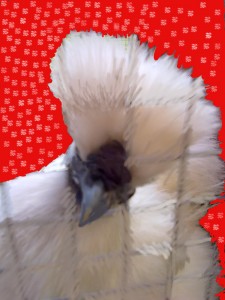 This is the Newsnibbles official Chicken, made a bit festive.  Merry Christmas Nibblers.