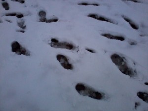 Footprints 5