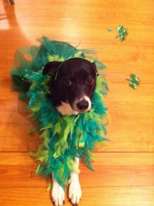 Annie is Celebrating St Patrick's Day in true international style.