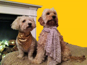 Two fashionably attired pooches right here